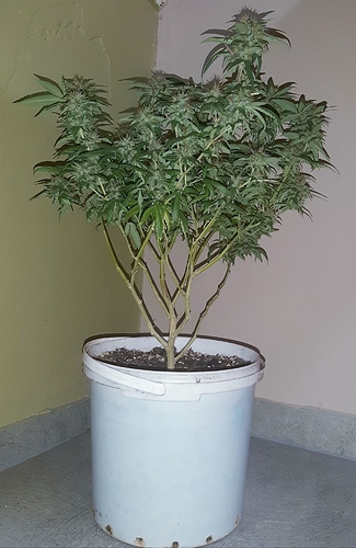 Growreport Bild 1