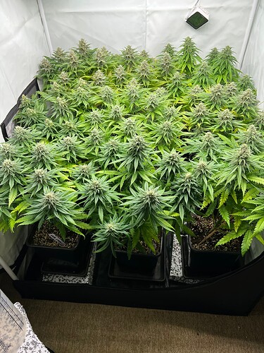 Growreport Bild 6