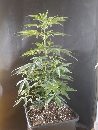 Growreport Bild 4
