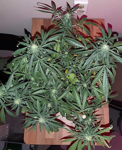 Growreport Bild 2