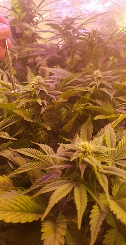 Growreport Bild 6
