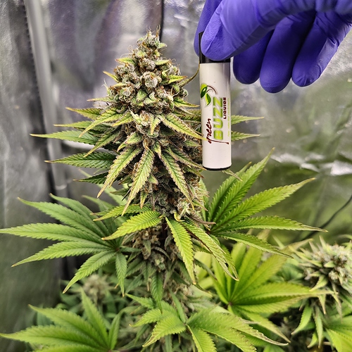 Growreport Bild 5