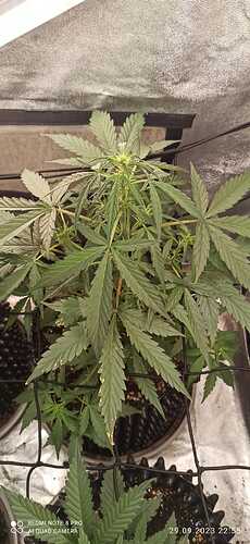 IMG-20230929-WA0011