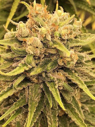 Growreport Bild 4