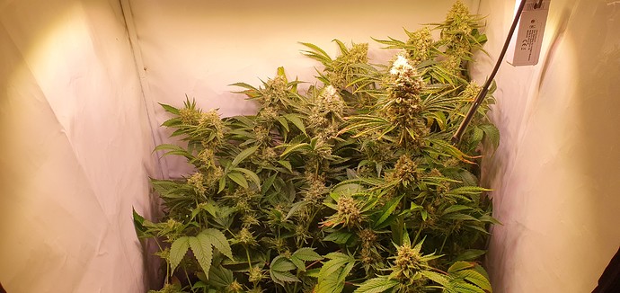 Growreport Bild 11