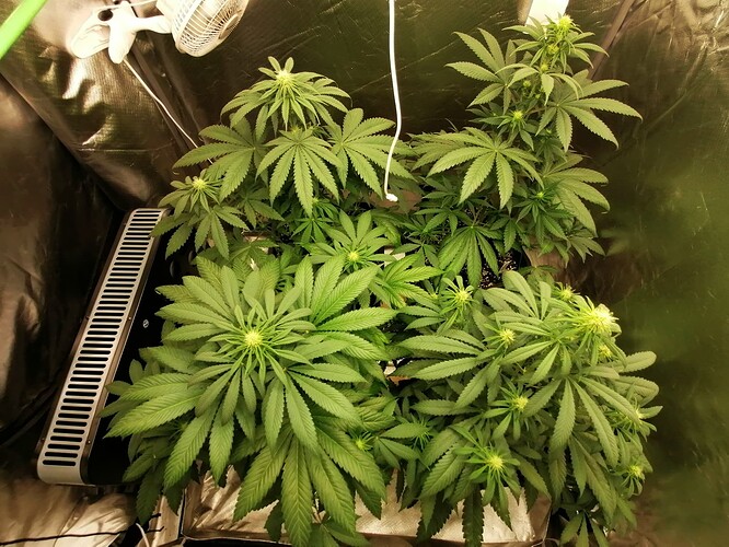 Growreport Bild 8