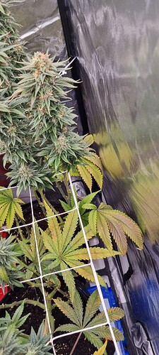 Growreport Bild 13