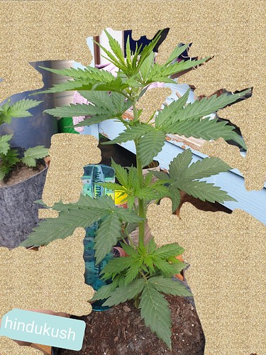 Growreport Bild 6