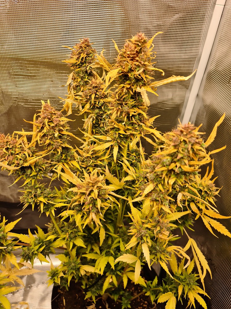 Bibi's Growprojekt