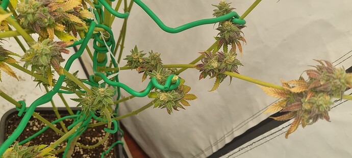 Growreport Bild 14