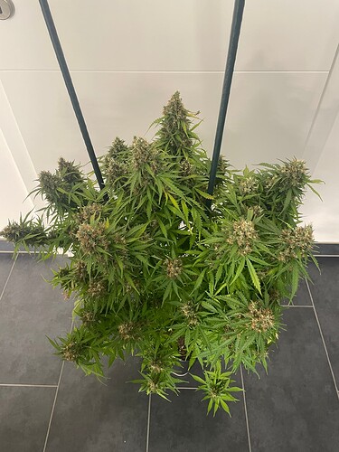 Growreport Bild 1