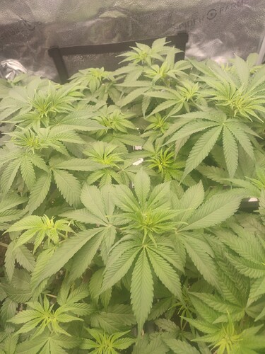 Growreport Bild 3