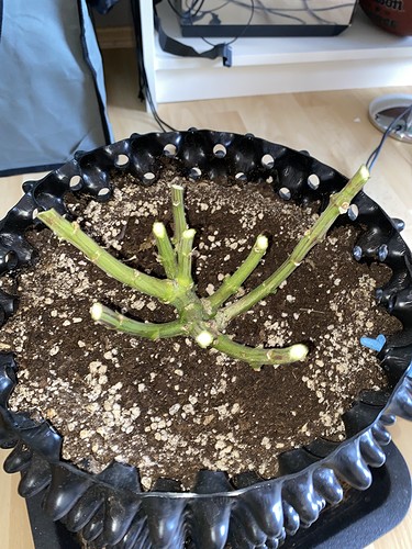 Growreport Bild 4