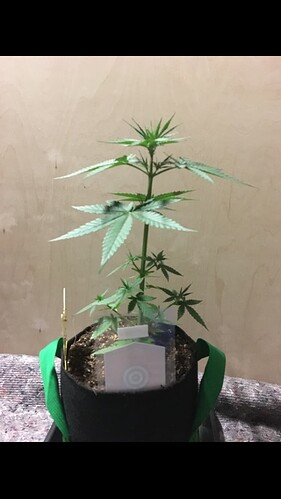 Growreport Bild 5