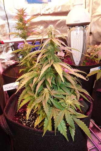 Growreport Bild 9