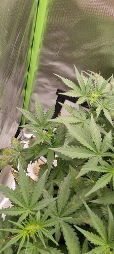 Growreport Bild 5
