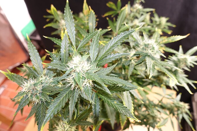 Growreport Bild 5
