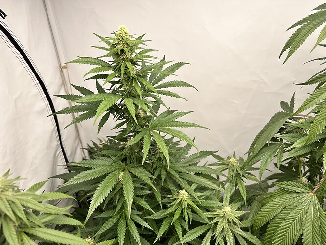 Growreport Bild 5