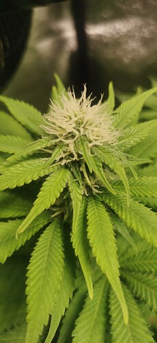 Growreport Bild 51