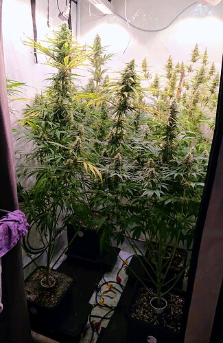 Growreport Bild 1