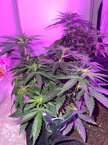 Growreport Bild 20