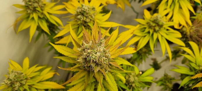 Growreport Bild 19