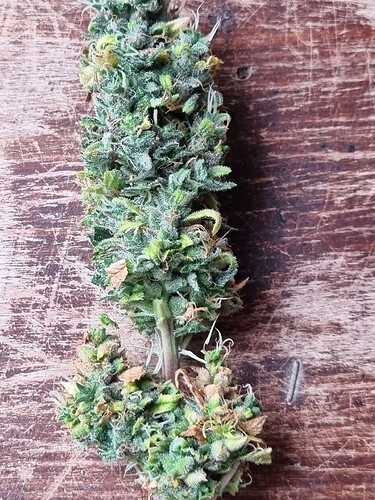 Growreport Bild 31