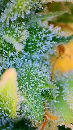 Growreport Bild 10