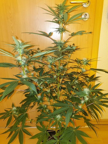 Growreport Bild 7