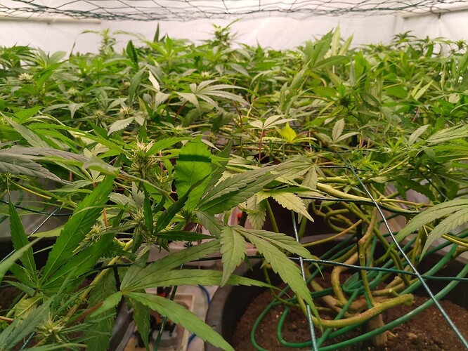 Growreport Bild 3