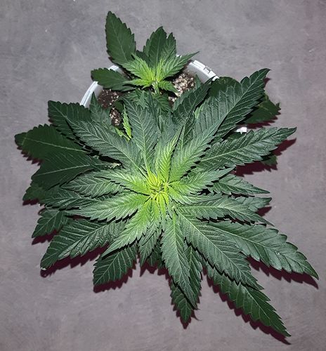 Growreport Bild 2