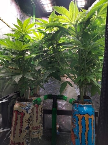 Growreport Bild 7