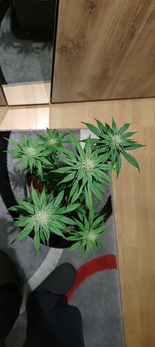 Growreport Bild 2