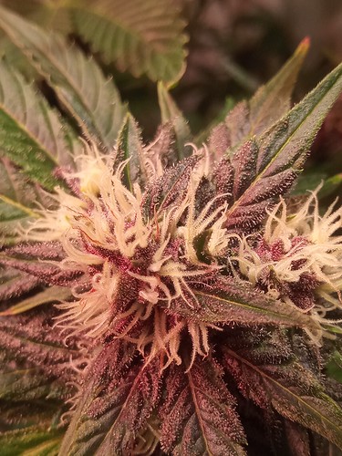 Growreport Bild 9