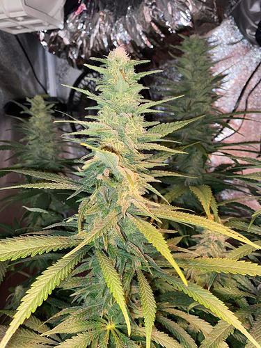 Growreport Bild 21