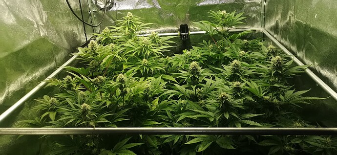 Growreport Bild 33