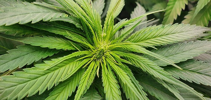 Growreport Bild 7