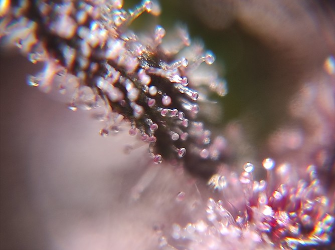 Growreport Bild 9