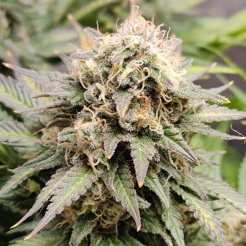 Growreport Bild 7