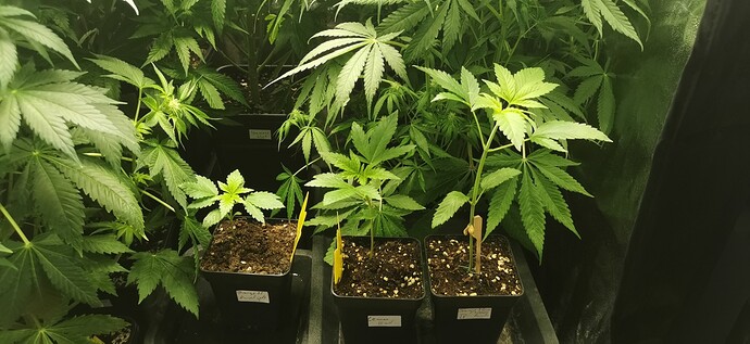 Growreport Bild 29
