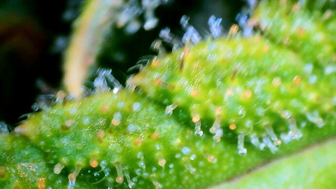 Growreport Bild 13