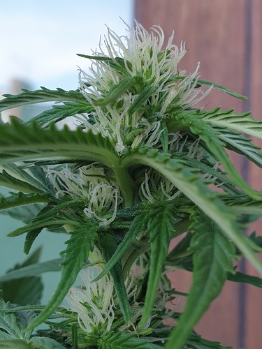 Growreport Bild 11