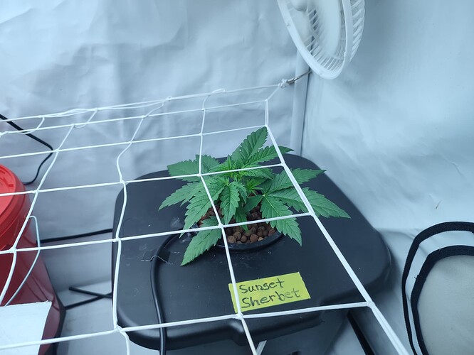 Growreport Bild 8