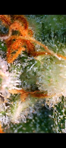 Growreport Bild 18