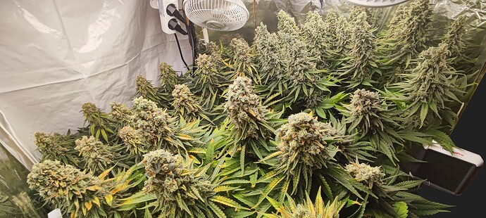 Growreport Bild 3