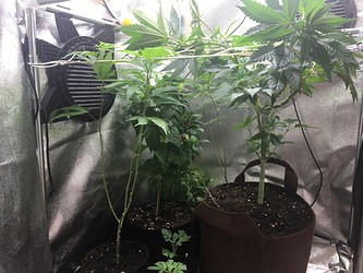 Growreport Bild 15