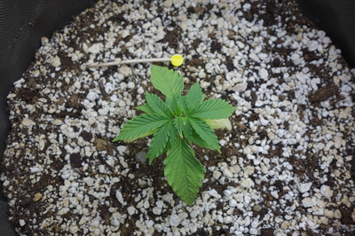 Ein junger Cannabissämling mit mehreren Blättern in einem Topf mit Erde und Perlit.