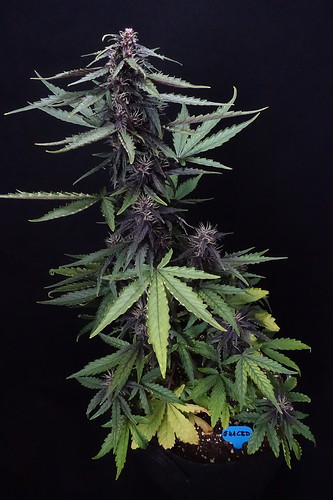 Growreport Bild 2