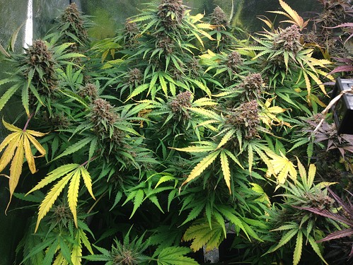 Growreport Bild 3