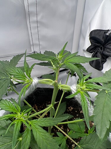 Growreport Bild 23